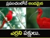 ప్రపంచంలోనే అందమైన ఎర్రని పక్షులు 10 Most Beautiful Red Birds in the World