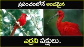 ప్రపంచంలోనే అందమైన ఎర్రని పక్షులు 10 Most Beautiful Red Birds in the World