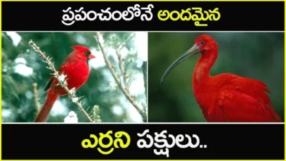 ప్రపంచంలోనే అందమైన ఎర్రని పక్షులు 10 Most Beautiful Red Birds in the World