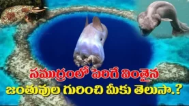 సముద్రంలో పెరిగే వింతైన జంతువుల గురించి మీకు తెలుసా. strangest animals in the seaShriTv Vinthalu
