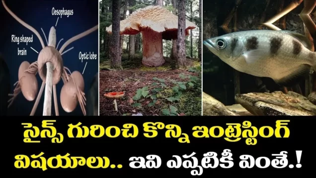 సైన్స్ గురించి తెలుసుకోవలసిన ఆసక్తికరమైన విషయాలు 10 Unbelievable Facts in the WorldShri Tv Believe